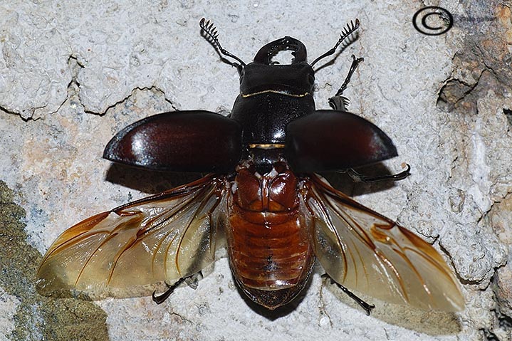 Cervo volante... l''altro (Lucanus tetraodon)